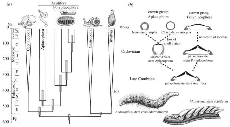 Early molluscan evolution according to Jakob Vinther and co workers