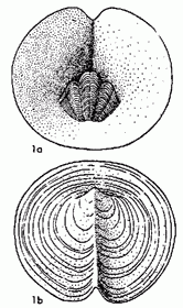 Aspidotheca