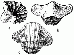 Cymatospira montfortiana