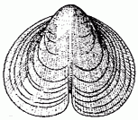 Phragmosphaera top view