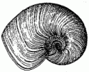 Sinuitopsis side view