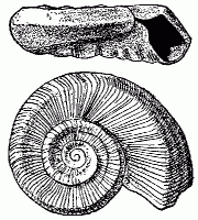 Euomphalus