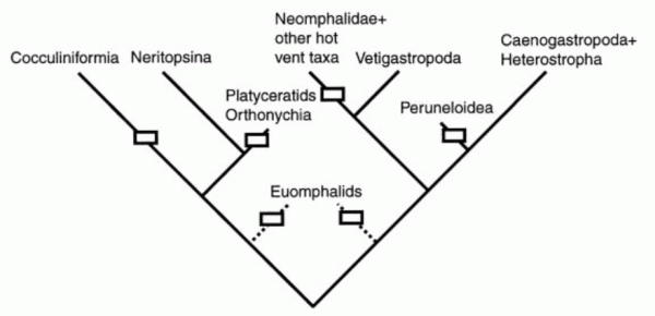 Early gastropod phylogeny