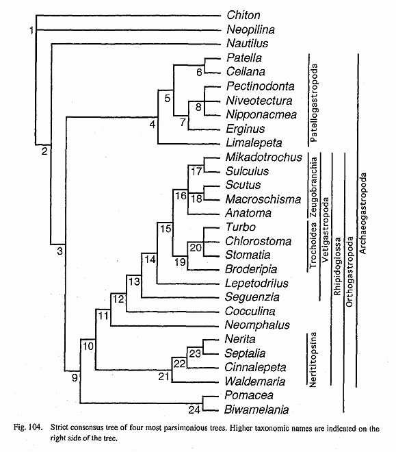 Archaeogastropod cladogram, after Sasaki 1998