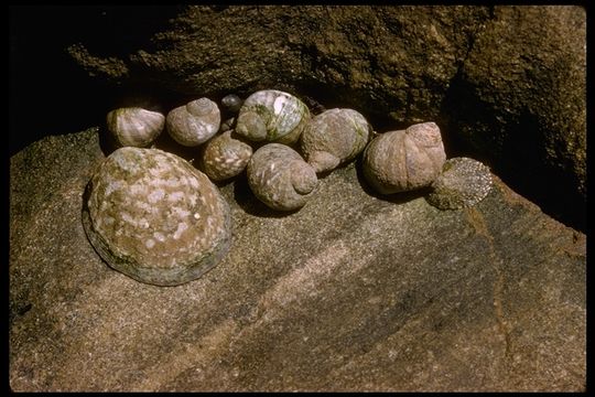 A selection of gastropods in the littoral zone