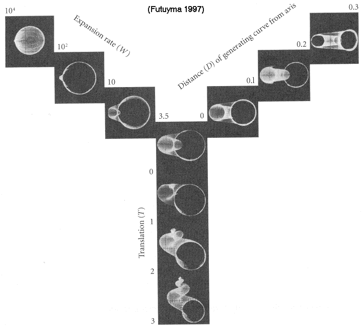 Variation in shell morphotypes according to the Raup model