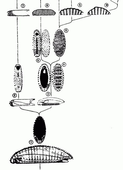 Evolution of original mollusc types according to Salvini-Plawen