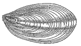 Stenothecoida