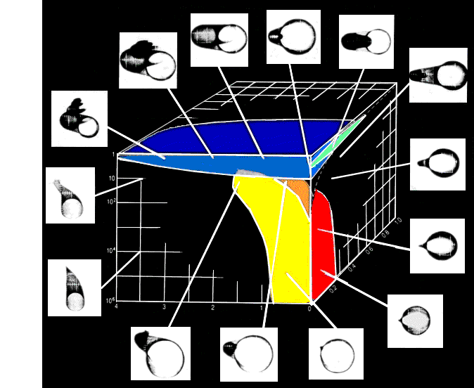 shell morphotypes