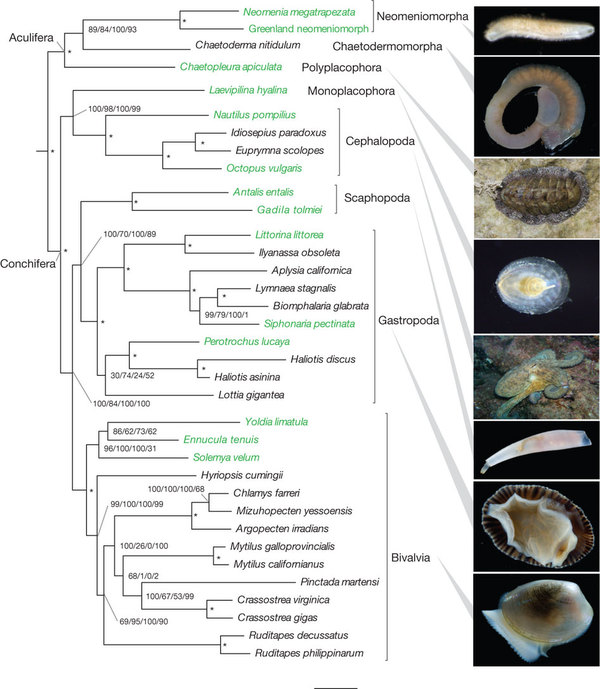 Molluscan phylogeny from Smith et al 2011