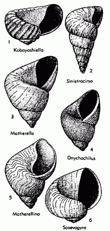 representative Onychochilidae