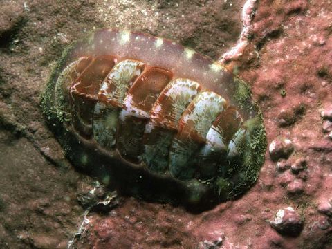 Tonicella marmorea sp, photo (c) National Museums Northern Ireland and its licensors