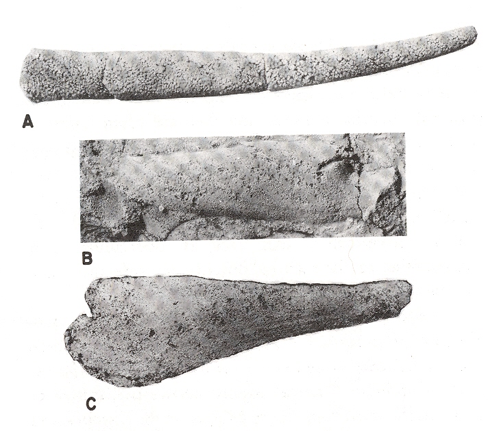 Rhytiodentalium and Pinnocaris