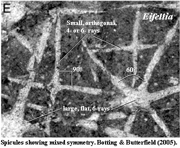 Eifellia spicules