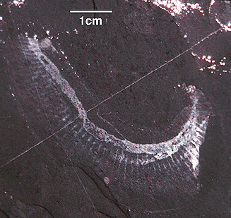 Ottoia prolifica, showing muscle bands and gut