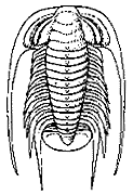 Bathynotus holopyga