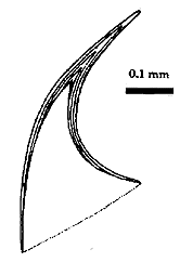 Fomitchella infundulitiformis