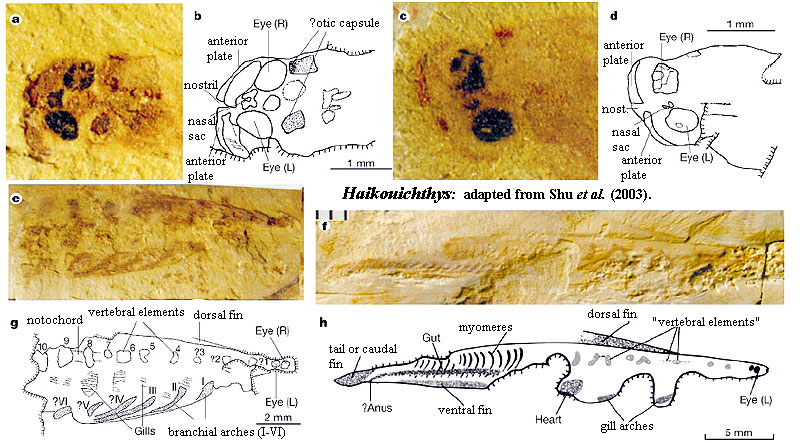 Haikouichthys.  Shu et al. (2003)