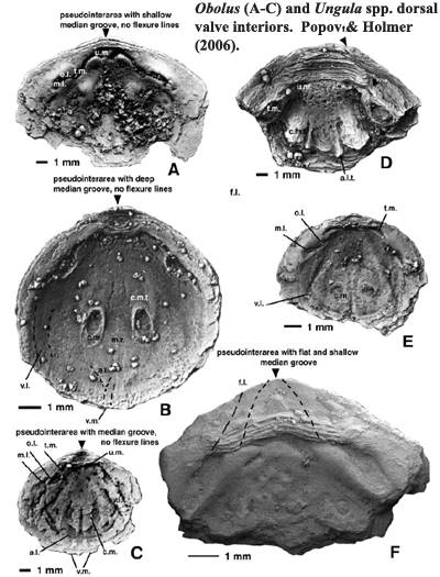 Obolus & Ungula.  From Popov & Holmer (2003)