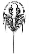 Paedeumias transitans