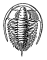 Redlichia - a trilobite