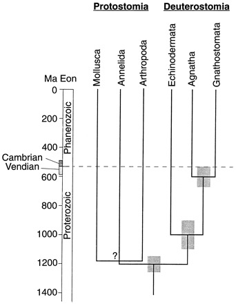 lrgWray&al1996fig2.gif (26621 bytes)