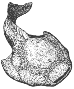 Psammolepis