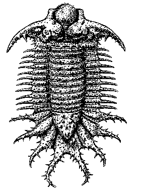 Terataspis grandis