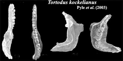 Tortodus kockelianus.  From Pyle et al. (2003)