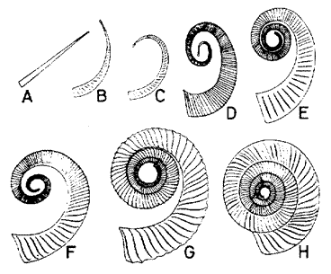 the earliest ammonoids