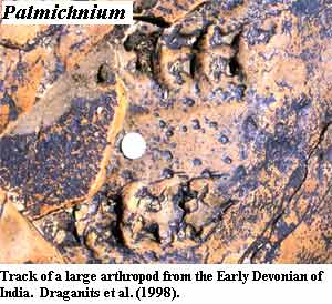 Palmichnium.  Draganits et al. (1998)