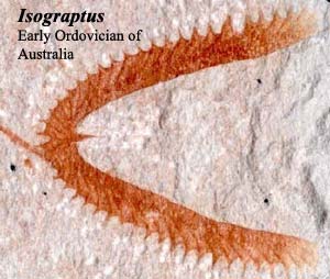 Isograptus