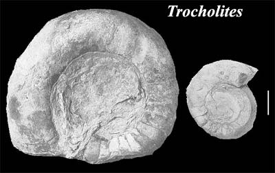 Trocholites