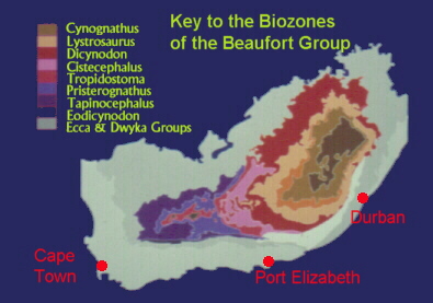 Beaufort Grou
p vertebrate biozonation