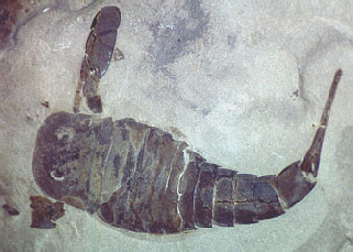 Eurypterus remipes