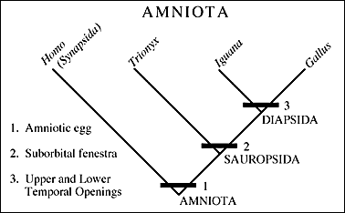 cladistic diagram, showing synapomorphies