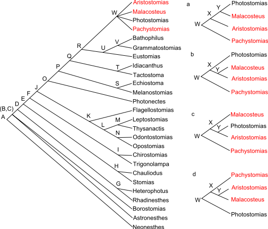 Cladogram of stomiid fish  - diagram from Wikimedia