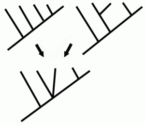 Consensus between two cladograms