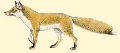 mammal