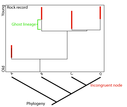 Stratigraphic congruence