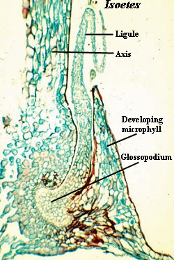 Ligule (Isoetes)