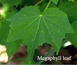 Megaphyll leaf