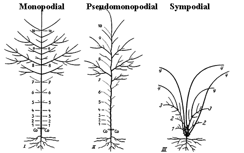 Monopodial