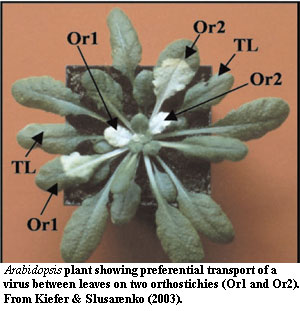 Orthostichy