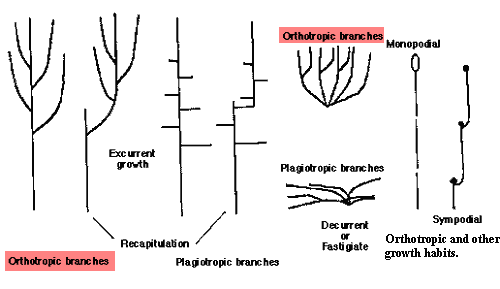 Orthotropic