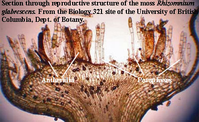 paraphysis