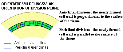 Periclinal & anticlinal