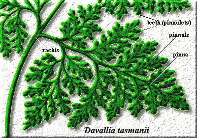 Davallia tasmanii