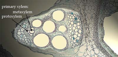 Primary xylem