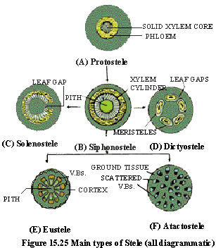 Protostele